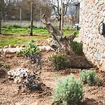 μάραθος Daire Kalavryta