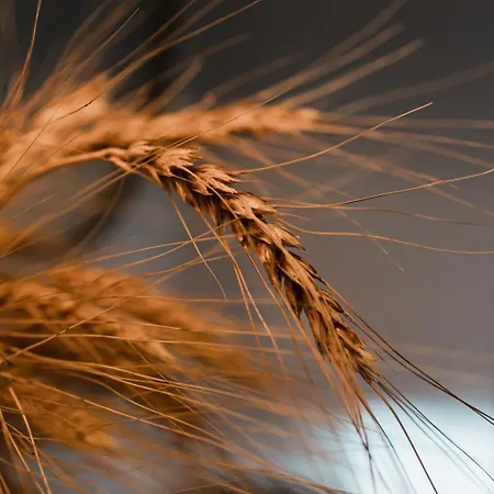 Μάραθος Апартаменты